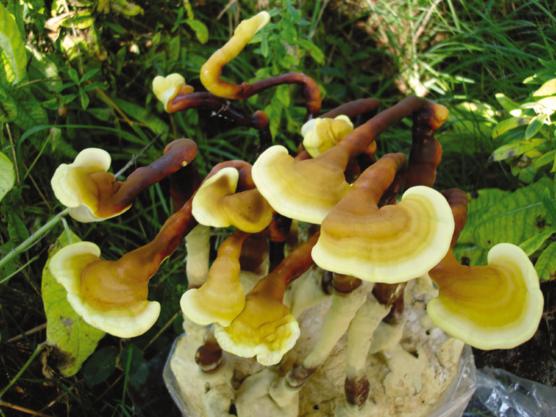 Field and Forest Products The Mushroom Experts Microfarm Organic